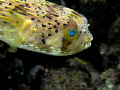   puffy found off Curacao. wanted get cool reflection his eye he was swimming by. Curacao by  